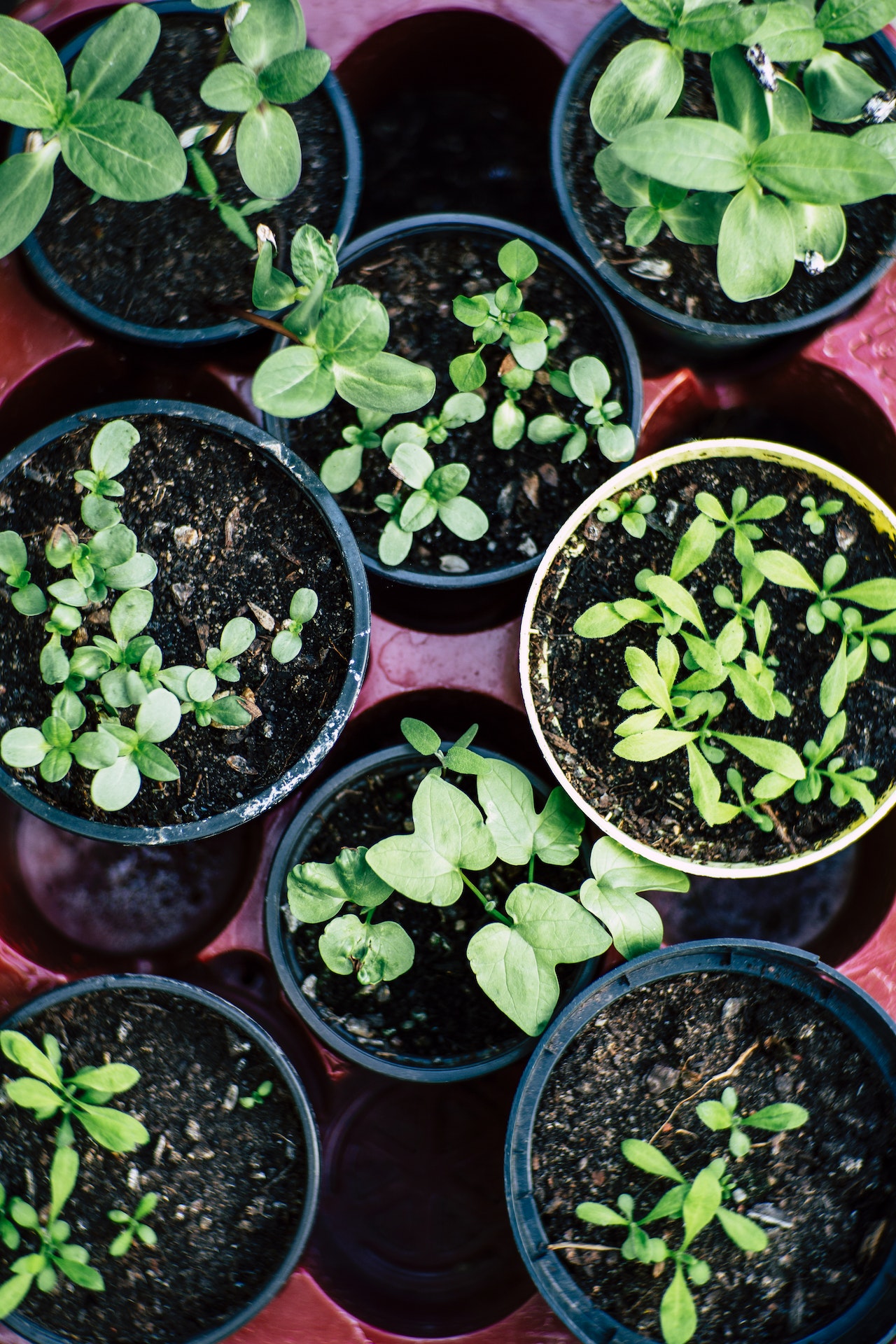 potted seedlings