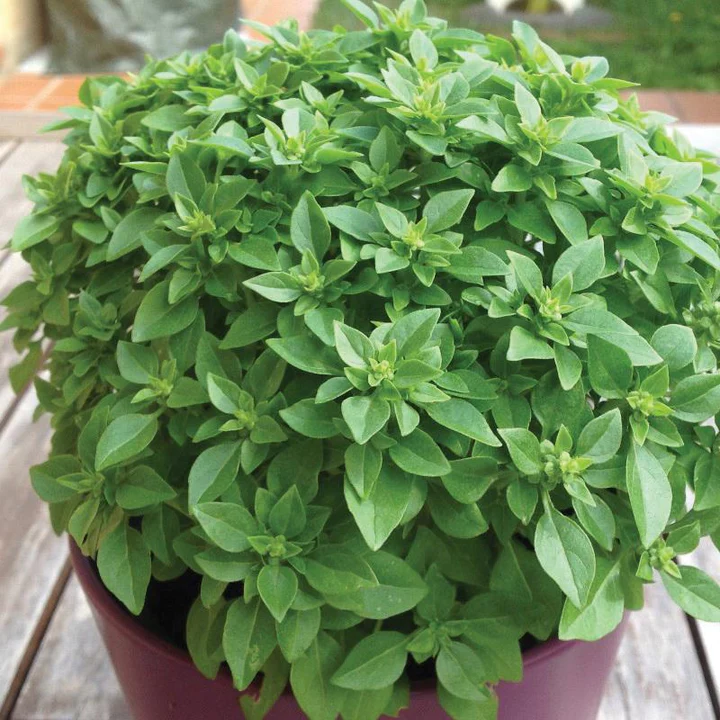 herbs