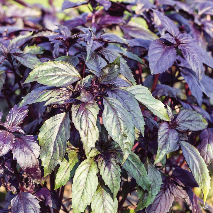 Purple Basil